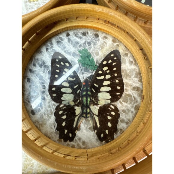 Vintage Acrylic Serving Tray MCM Pressed Butterfly And Flower Bamboo & Spirals - Picture 4 of 10